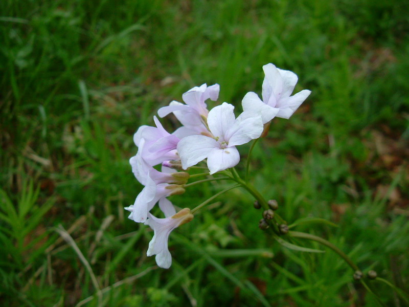 Cardamine bulbifera / Dentaria minore